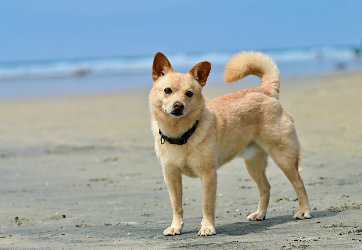 Norwegian Buhund