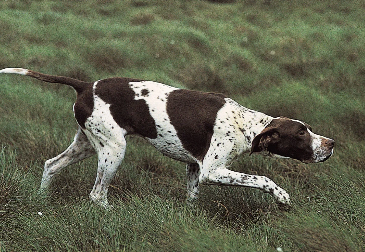 Pointer