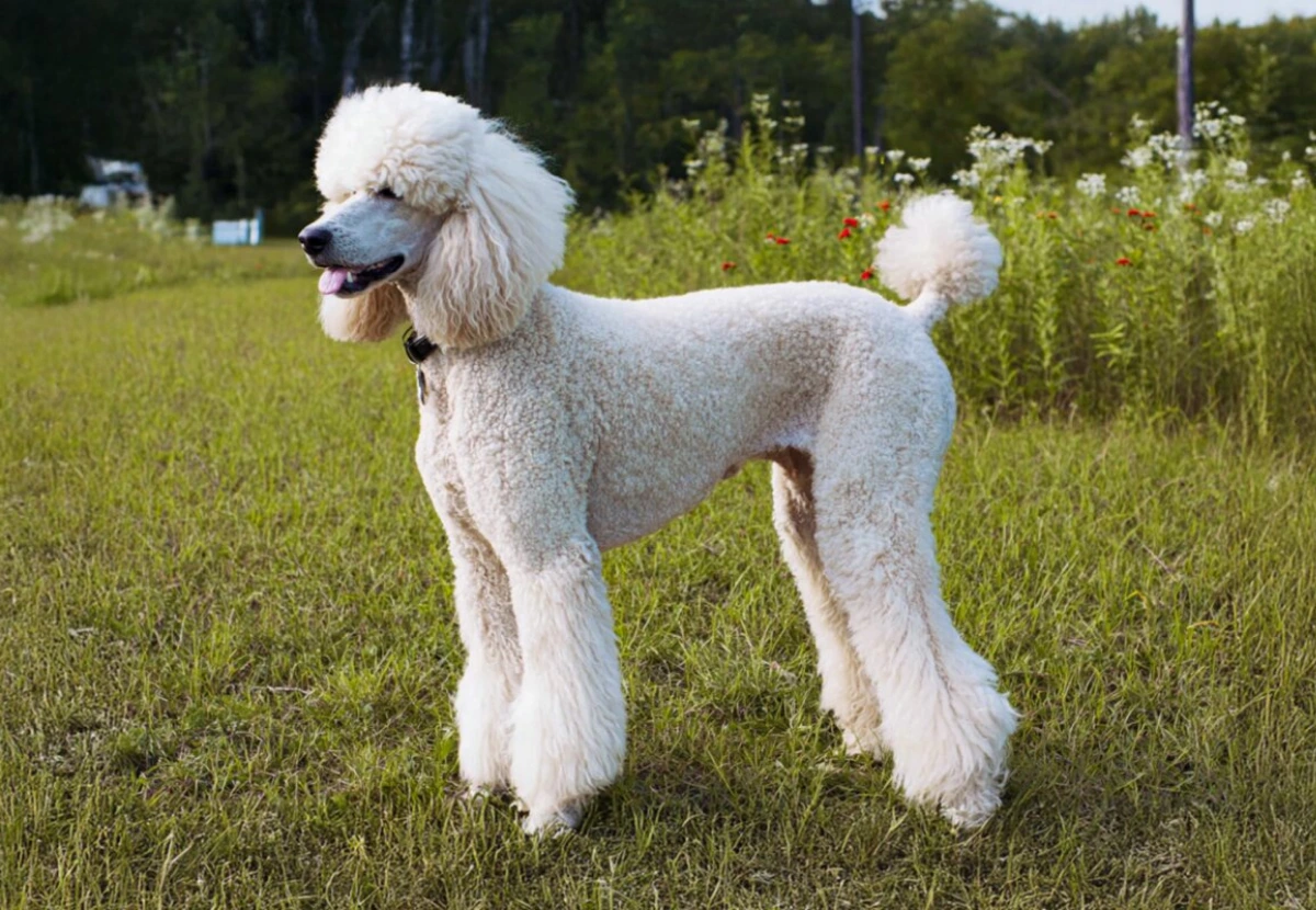 Poodle (Standard)