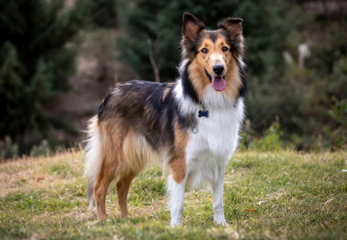 Rough Collie
