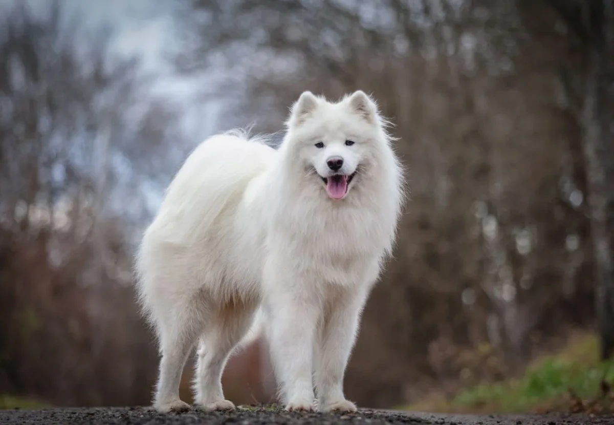 Samoyed