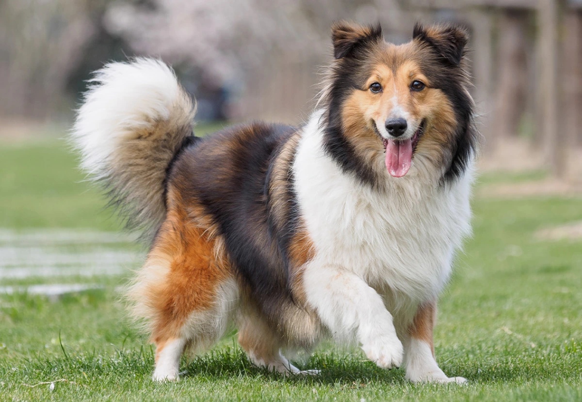 Shetland Sheepdog (Sheltie)
