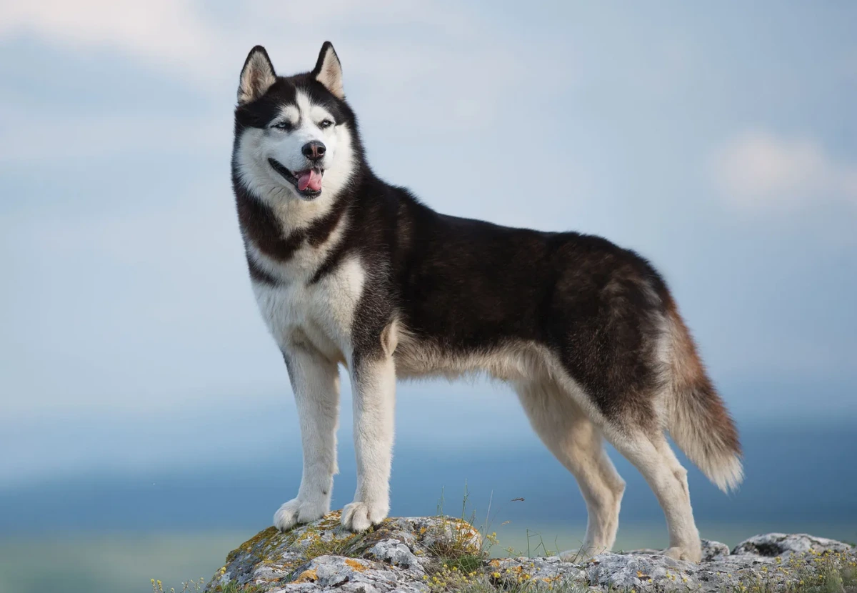 Siberian Husky