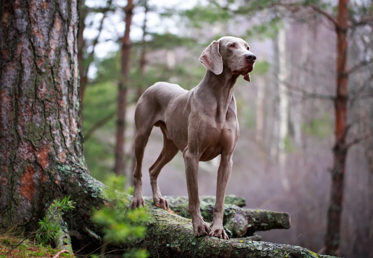 Weimaraner