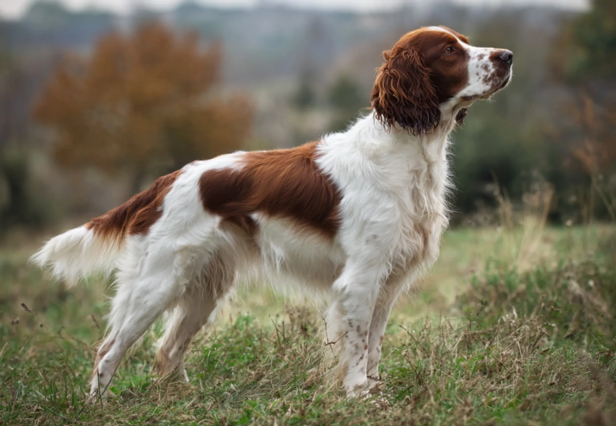Welsh Springer Spaniel
