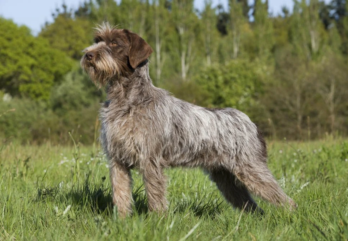 Wirehaired Pointing Griffon
