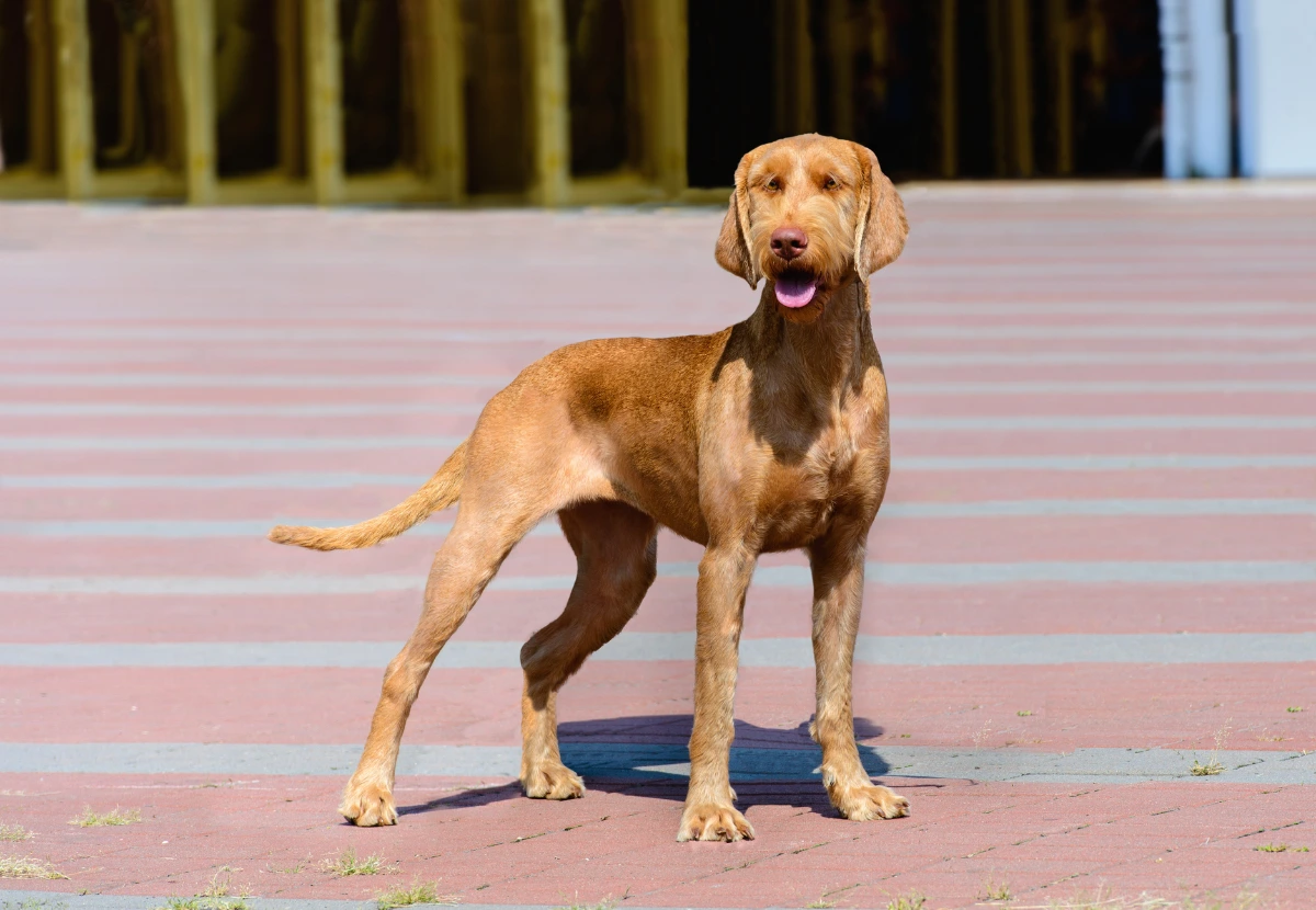Wirehaired Vizsla